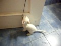 Turkish Angora playing