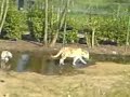 Tijger wilt wat @ Olmense Zoo (2/2) Tijger wilt wat @ Olmense Zoo (2/2)