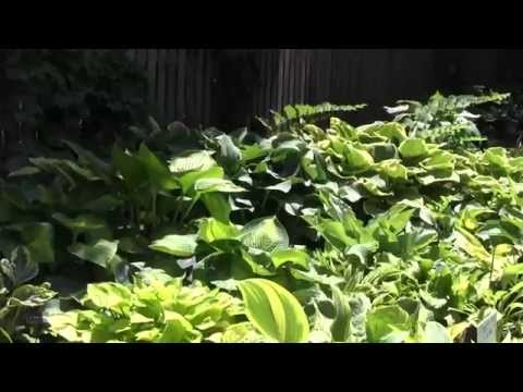 how to care for empress wu hosta