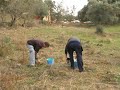 Plantando castaños y nogales 17Nov07 Plantando castaños y nogales 17Nov07