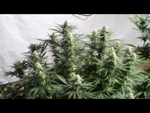 how to grow super lemon haze