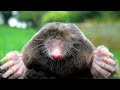 Moles, Molar Mass, and Molarity