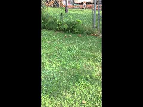 VIDEO: Dog Runs Face First Into a Fence Every Time the Mailman Comes! LMAO!