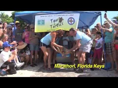 Sea Turtle Released Off Florida Keys to Participate in 2015 Tour De Turtles