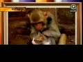 Monkey Cat Relation Monkey Cat Relation
