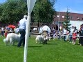 owczarek podhalański wystawa zakopane 2008