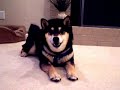 Shiba Inu Talking Dog ~ Roll Over! Shiba Inu Talking Dog ~ Roll Over!