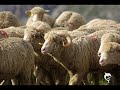 schafe,alpes,