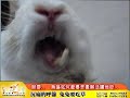 兔子不吃草！主人沉痛的呼籲