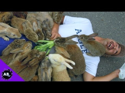 YouTube reptile video