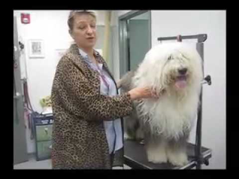 Linda Kay Grooming -- Extreme Doggie Makeover  -- Teddy, Old English Sheepdog