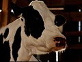 Collection: California Happy Cows