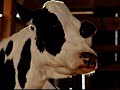 California Cheese commercial - happy cows - hit the snooze California Cheese commercial - happy cows - hit the snooze