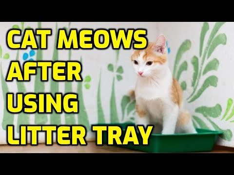 Why Does My Cat Cry When Using The Litter Box?