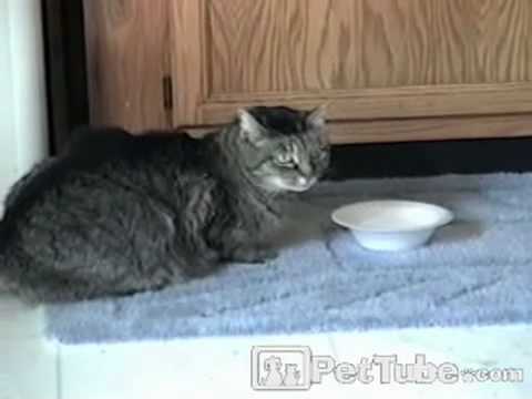 pettube - Here is a civilized cat who brings his food to his mouth, not his mouth to his food.
