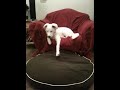 Dog falls asleep