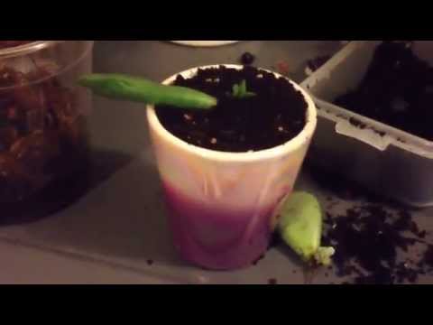 how to transplant succulent cuttings