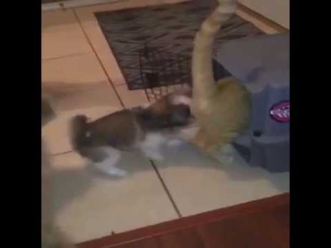 Play YouTube video