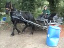 For sale - Friesian gelding (Olrick) For sale - Friesian gelding (Olrick)