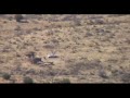 Bryonz Ibex Hunt 2008