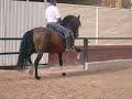 Pure Bay Andalusian Stallion