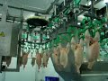 Chicken processing plant after the wings cut Chicken processing plant after the wings cut
