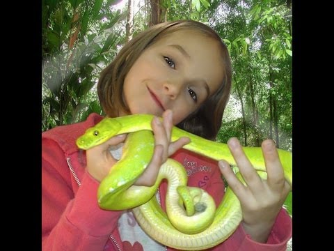 YouTube reptile video