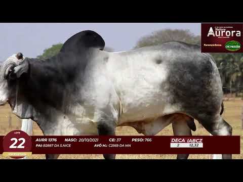 4� De Olho na Fazenda - NELORE AURORA participa��o Chico Paulic�ia