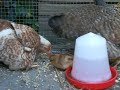 De 3 kippen met de 3 Bielefelder (adoptie) kuikentjes De 3 kippen met de 3 Bielefelder (adoptie) kuikentjes