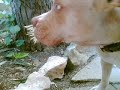 pit bull vs porcupine