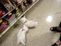 Westies first trip to PetsMart
