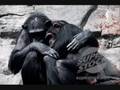 El milagro del Amor - Cuando el Amor borra el instinto - Animales que aman de verdad