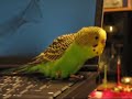 Peri Sleep Talking Peri Sleep Talking