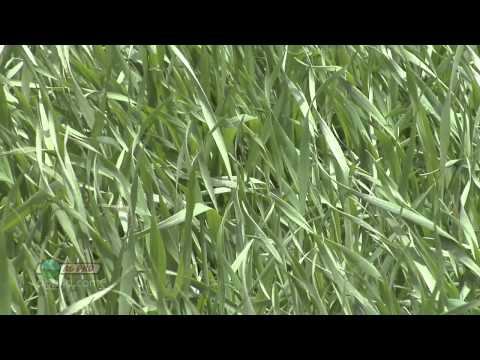wheat - Brian & Darren discuss when to apply fungicide in wheat.