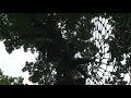 accro-branche