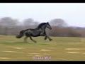 Oxana MLF 1st premie Ster Champion Friesian Mare