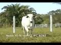 NOTA 10 TE DO IF - IFC 6762