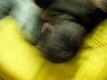 videos de barrack the early years screams like a little sissy girl