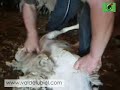ESQUILEO DE OVEJAS EN OSMA
