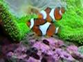 Clownfish laying eggs