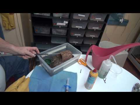 YouTube reptile video