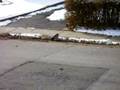 videos de Hawk feeding in Toronto