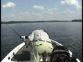 Longnose Gar caught on live Bream