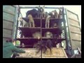 Stop The Dog Meat Smuggling Trade