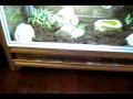 My terrariums