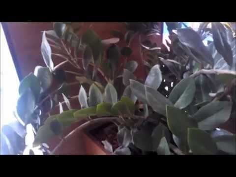 how to transplant zamioculcas
