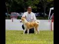 Akita Inu video