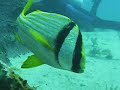 Dive the Benwood, Key Largo Dive the Benwood, Key Largo