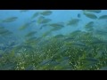 Buceo en Malasia 2 - Scuba Diving in Malaysia 2 of 4