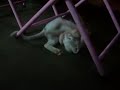 meu gatinho é fofinho